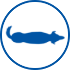 Sağlıklı köpek simgesi