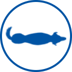 Zayıf köpek simgesi